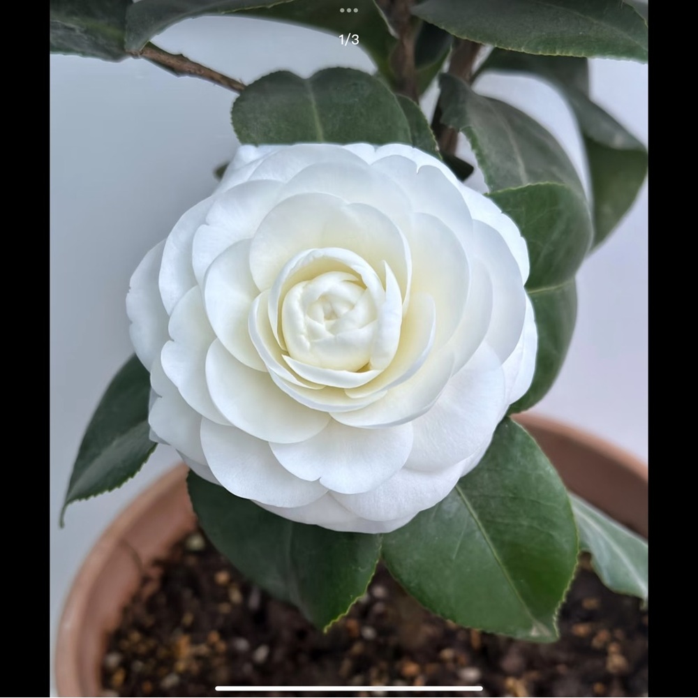 Japan 🇯🇵 camellia Chanel colour and free gifts 🎁